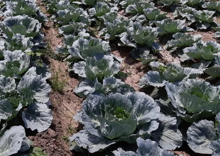 İsmayıllının alma bağlarında xəstəlik aşkarlanıb