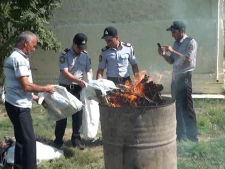 Salyanda 7 kiloqramdan çox narkotik vasitə yandırılaraq məhv edilib