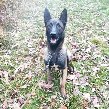 ABŞ Azərbaycana daha 5 minaaxtaran it verib