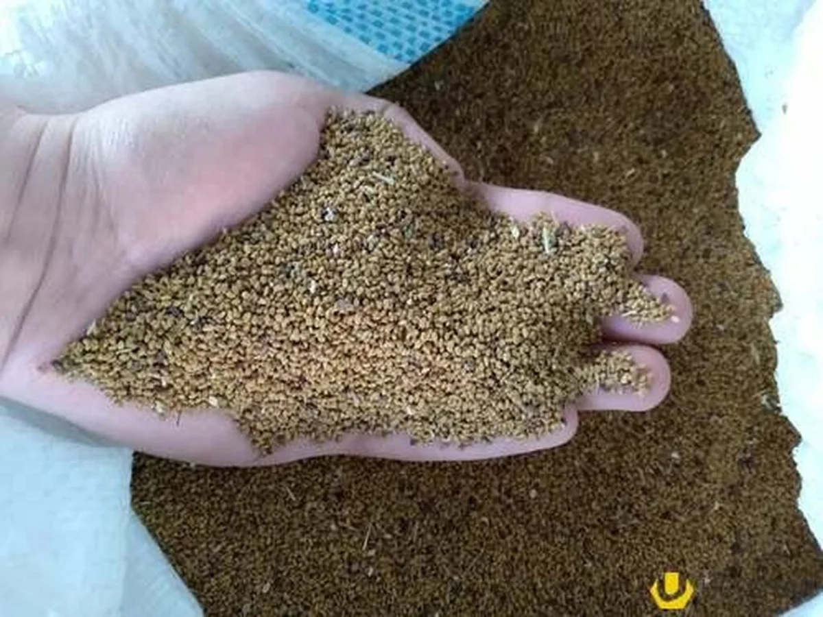 Central Asian countries start buying clover seeds from Azerbaijan