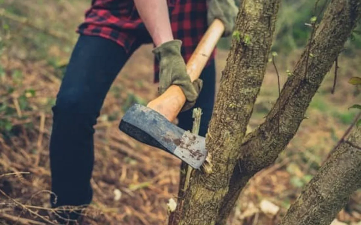 Nazirlik Bakıda ağacın kəsilməsi ilə bağlı araşdırma aparır