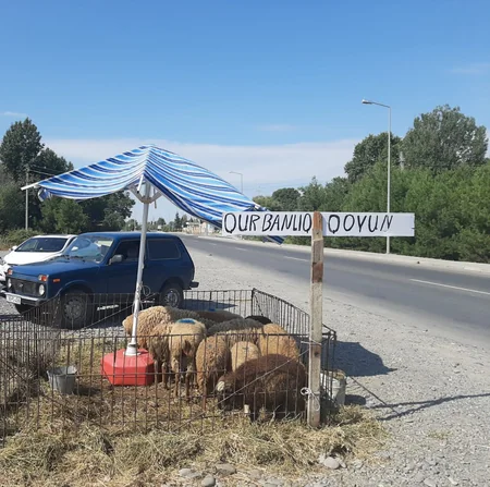 Ağdaşda qanunsuz heyvan satan və kəsən şəxs saxlanılıb