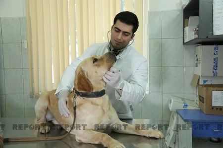 Azad olunan ərazilərə FHN-in xüsusi təlim keçmiş itləri cəlb edilib