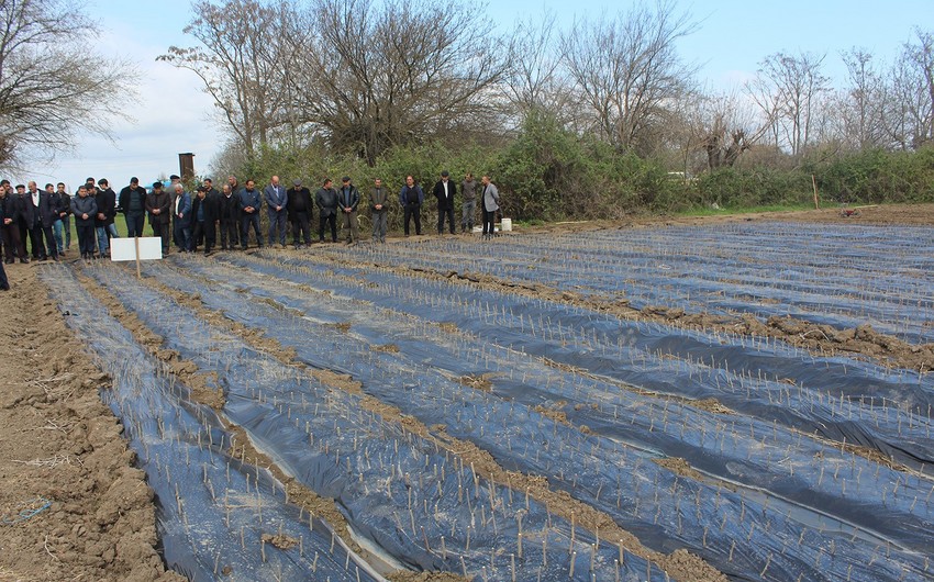 Azərbaycanda müasir texnologiya əsasında yeni tingçilik təsərrüfatı yaradılır