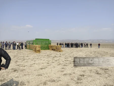 Acınohur düzünə növbəti dəfə ceyranlar buraxılıb