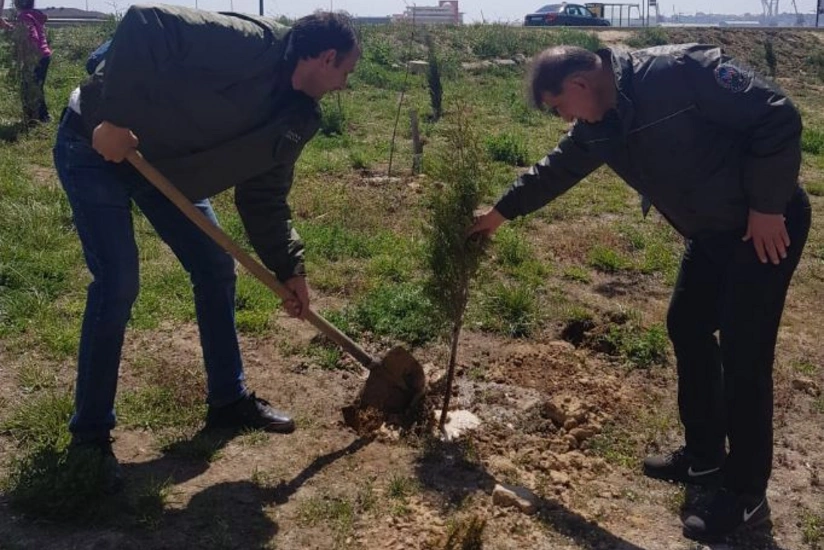 Jurnalistlərin binası qarşısında 300 meyvə və şam ağacı əkilib - FOTO