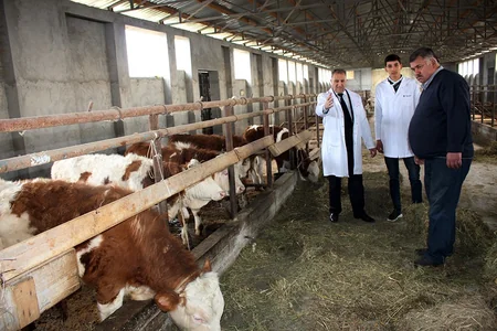 Göyçayda heyvanlar arasında profilaktik peyvəndləmə tədbirləri aparılır