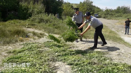 Ağsuda 1100 kiloqram çətənə kolu yandırılaraq məhv edilib - FOTO