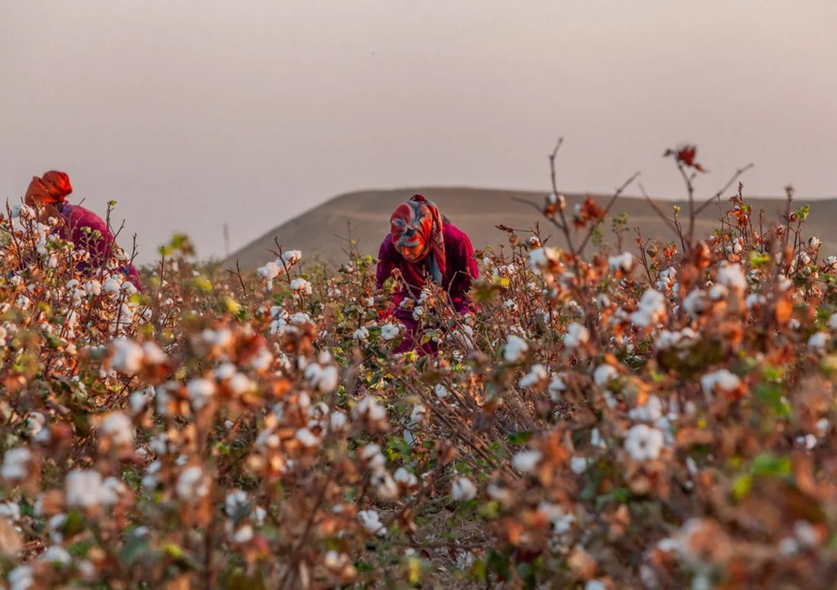 Özbəkistanın suya qənaət və səhrada məhsul əldə etmək təcrübəsi - MÜSAHİBƏ