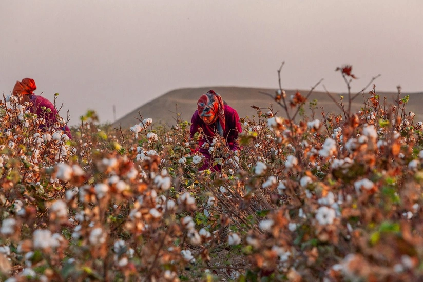 Özbəkistanın suya qənaət və səhrada məhsul əldə etmək təcrübəsi - MÜSAHİBƏ