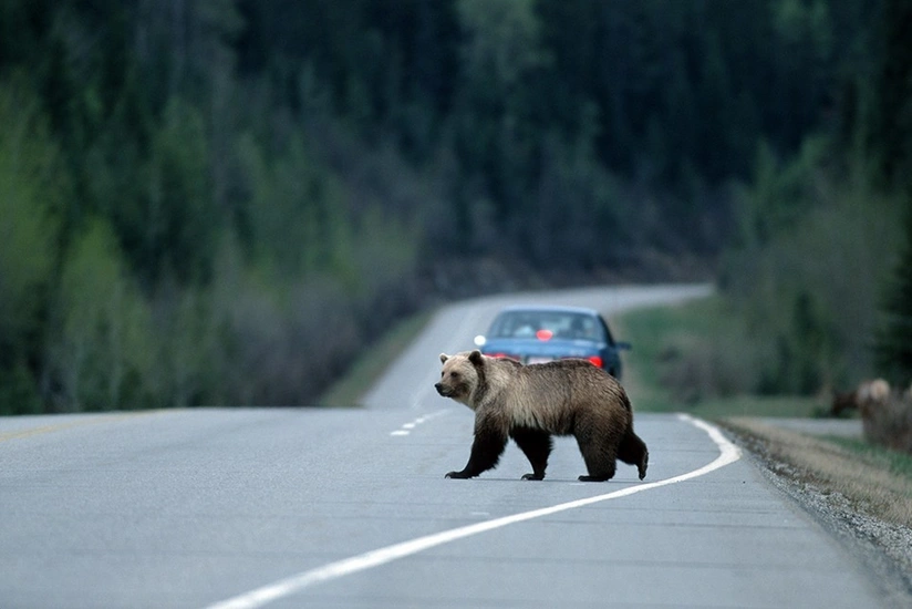 В России медведица набросилась на автомобиль - ВИДЕО