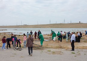 Qala Dövlət Tarix-Etnoqrafiya Qoruğunda genişmiqyaslı iməcilik keçirilib