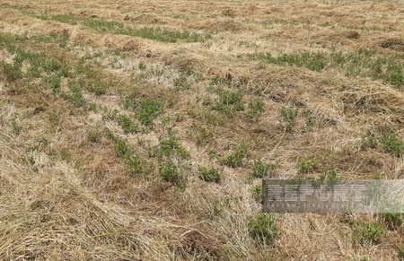 Muğan zonasında yağıntılar biçilmiş yonca sahələrinə ziyan vurub
