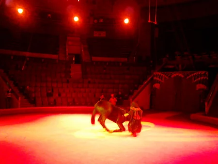 Bakı Dövlət Sirkində ilk dəfə olaraq pinqvinlər manejə çıxacaq - FOTO