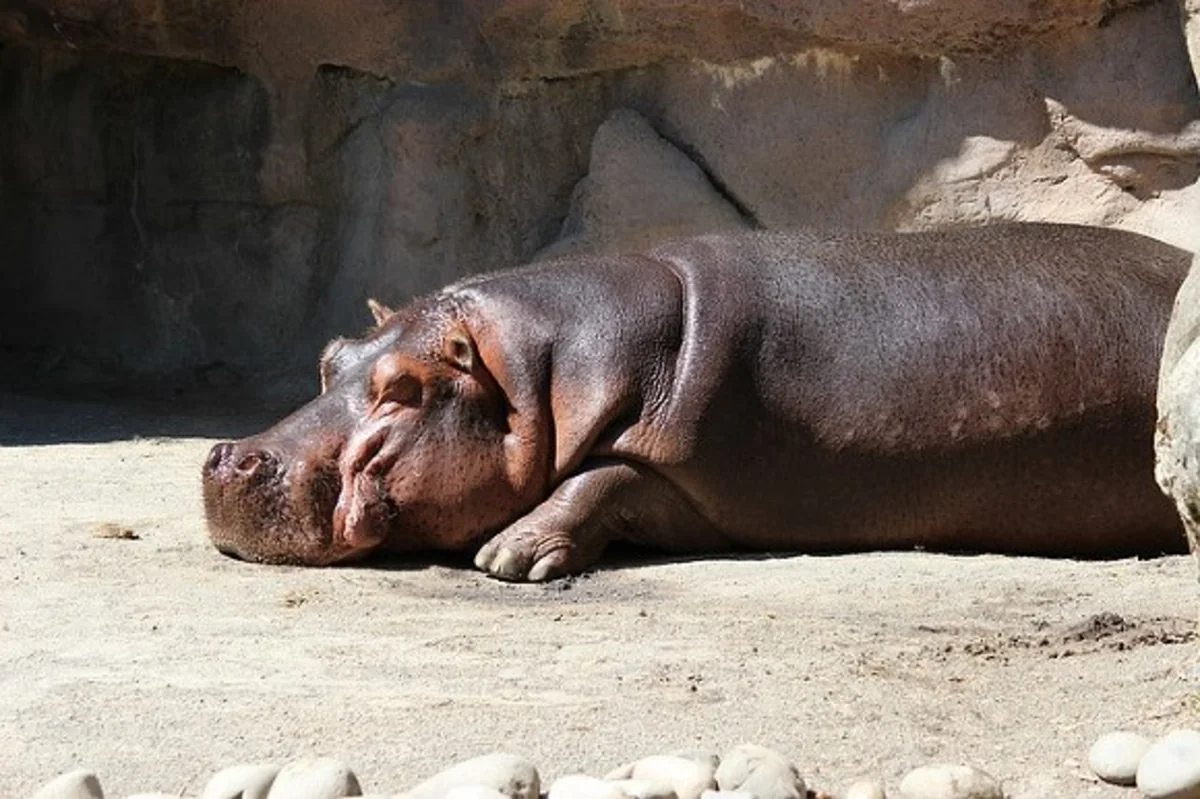 Salvador zooparkında begemot armaturla döyülərək öldürülüb