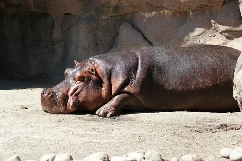 Salvador zooparkında begemot armaturla döyülərək öldürülüb