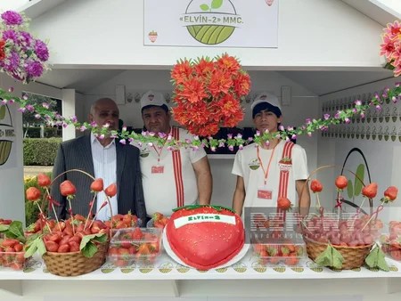 Cəlilabadda II çiyələk festivalı başlayıb