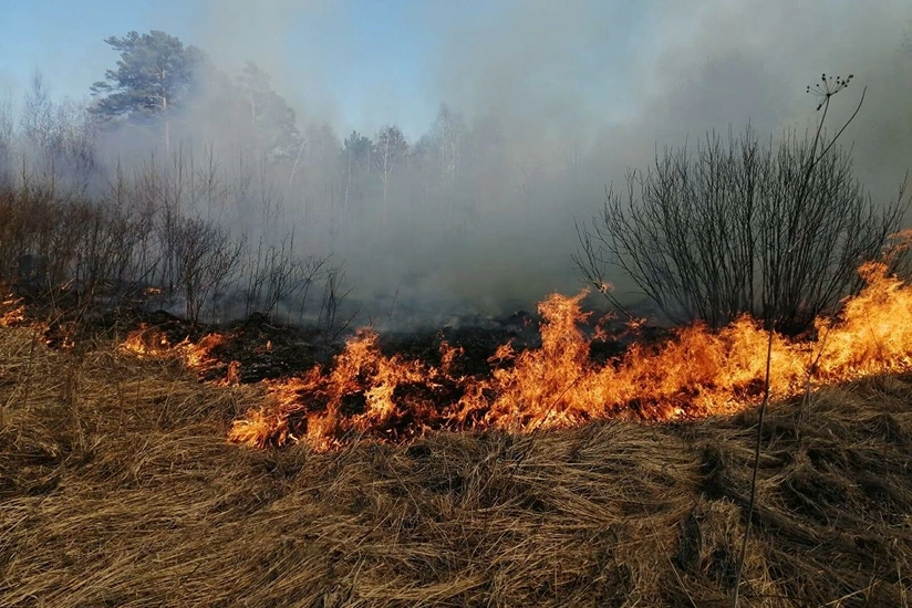 Over 600 evacuated due to forest fires in Mari El