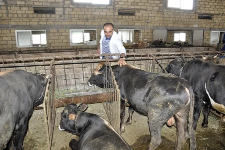 Dövlət Baytarlıq Xidmətinin rəisi Ucar və Samuxda profilaktiki peyvəndləmə işləri ilə tanış olub