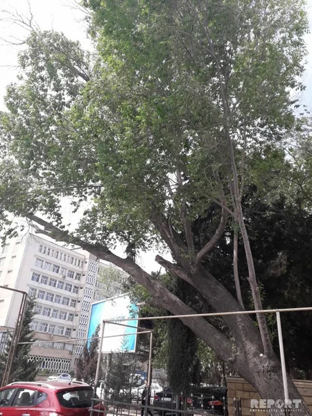 Güclü külək Bakının 6 rayonunda ağacları qırıb - FOTO