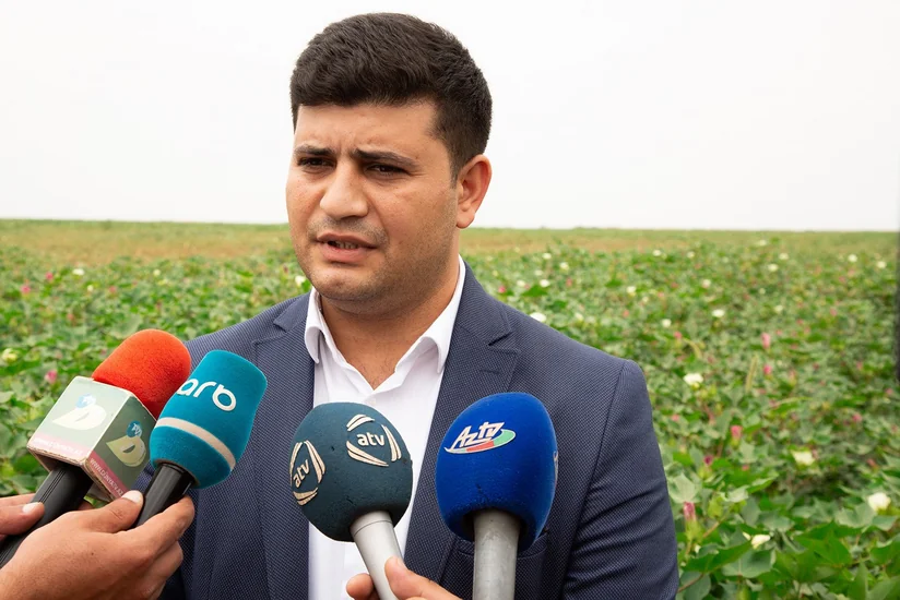 “Aqrolizinq” Hacıqabulda pambıq zərərvericilərinə qarşı mübarizəyə dair monitorinq keçirib