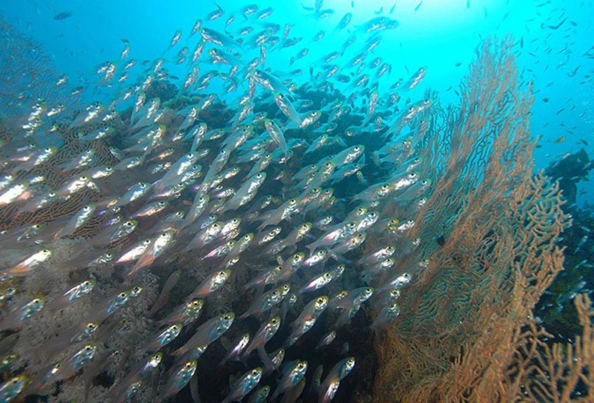Dünya Təbiəti Mühafizə Fondu xəbərdarlıq edib: Dənizdəki canlıların sayı yarıya enib