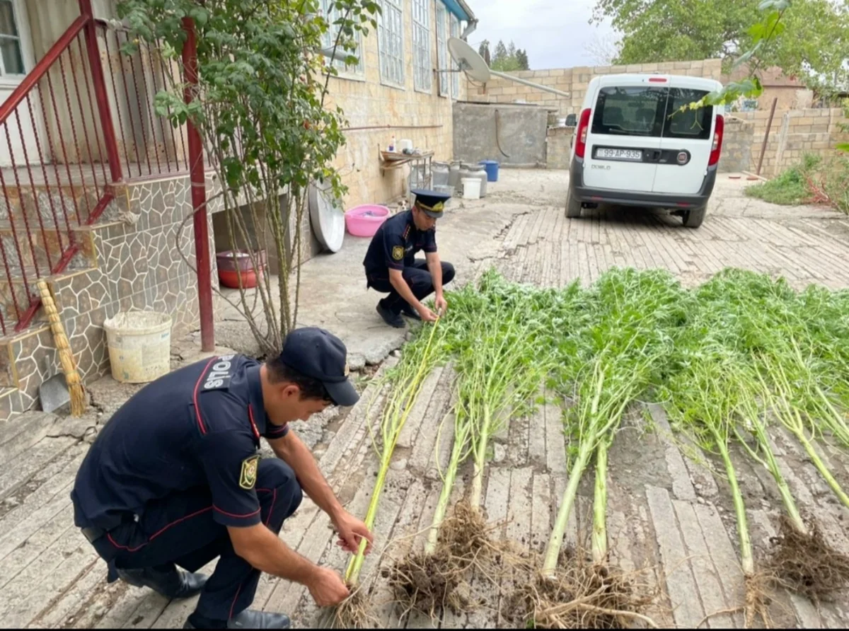 Ağsu sakininin həyətində 85 kq-dan artıq narkotik aşkarlanıb