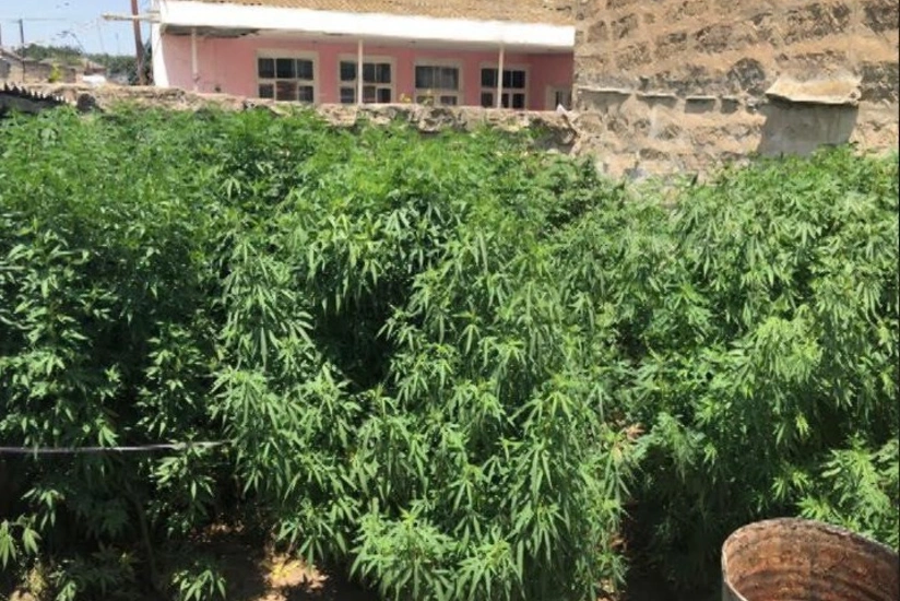 Siyəzəndə 41 ədəd çətənə kolu aşkarlanıb - FOTO - VİDEO