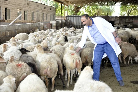 Dövlət Baytarlıq Xidmətinin rəisi Ucar və Samuxda profilaktiki peyvəndləmə işləri ilə tanış olub