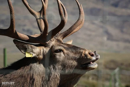Bir qrup şagirdin Şamaxı Safari Parkına ekskursiyası təşkil olunub - FOTO