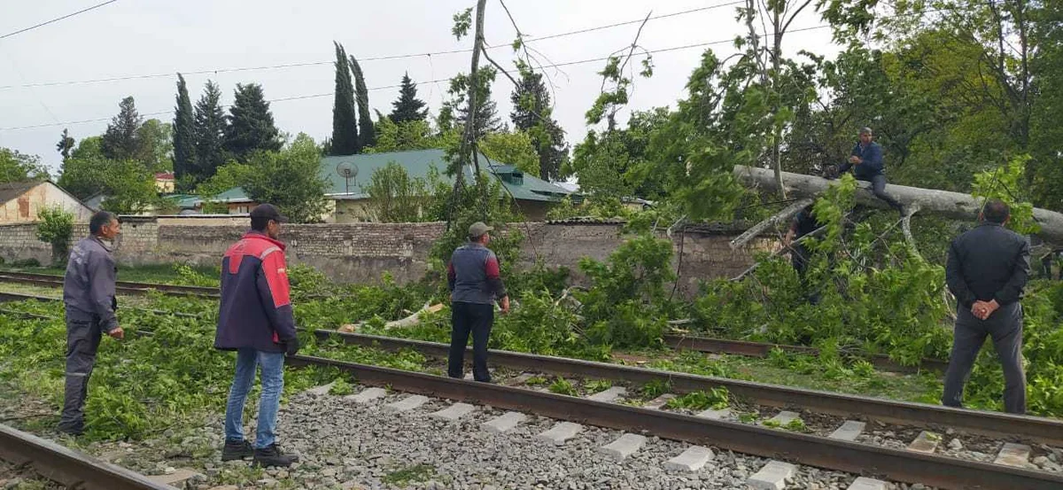 Tovuzda külək iri gövdəli ağacı dəmir yoluna aşırıb