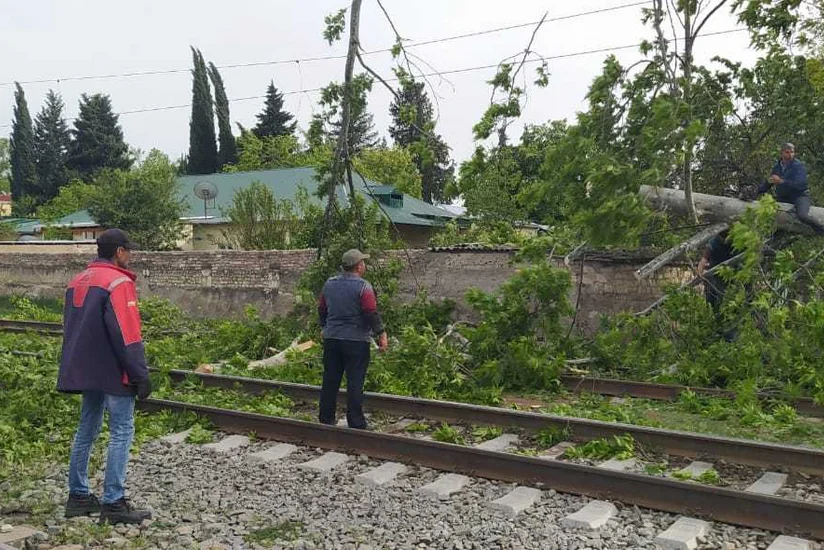 В Товузе дерево упало на железнодорожное полотно