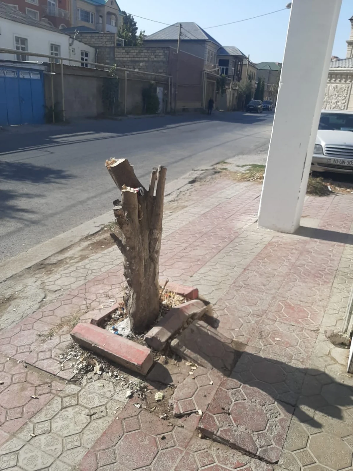 Xidmət rəsmisi: Ağacların kəsilməsi ilə bağlı araşdırma aparılır