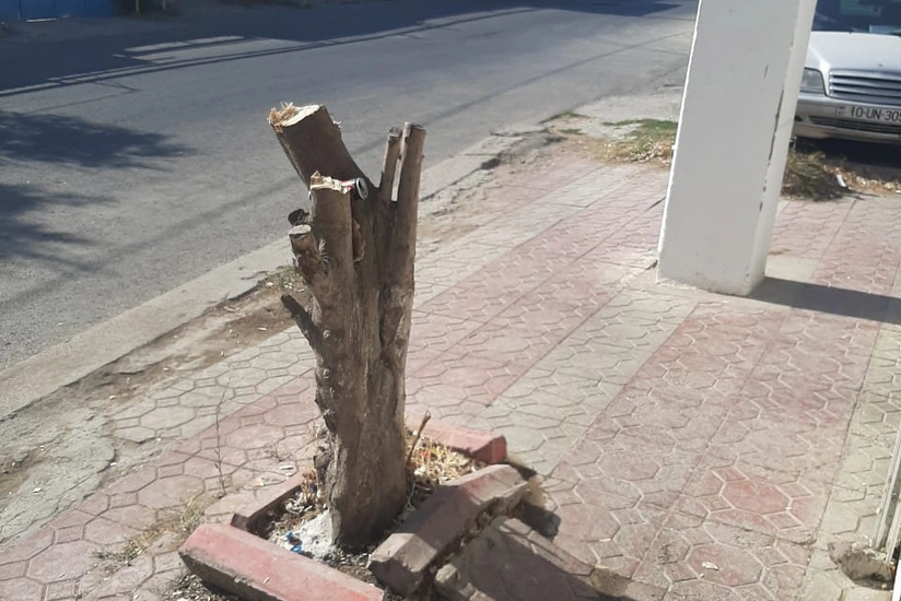 Xidmət rəsmisi: Ağacların kəsilməsi ilə bağlı araşdırma aparılır