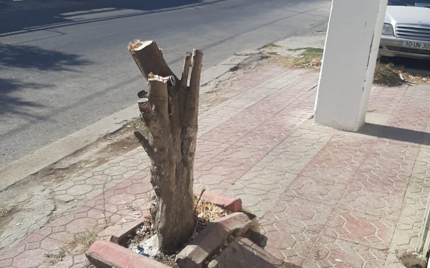 Xidmət rəsmisi: Ağacların kəsilməsi ilə bağlı araşdırma aparılır