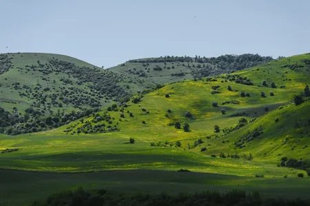 Azərbaycanda qoyun sürülərinin yaylağa köçü başlayıb