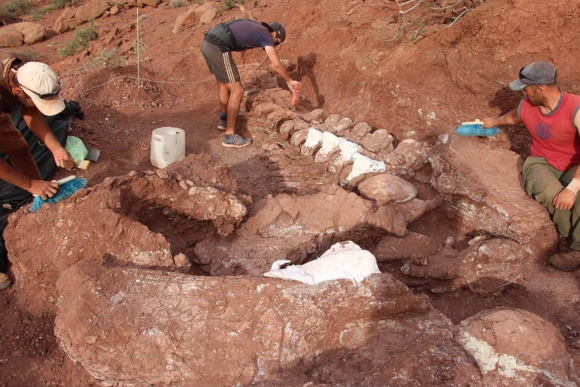 Fossils of largest dinosaur found in Argentina