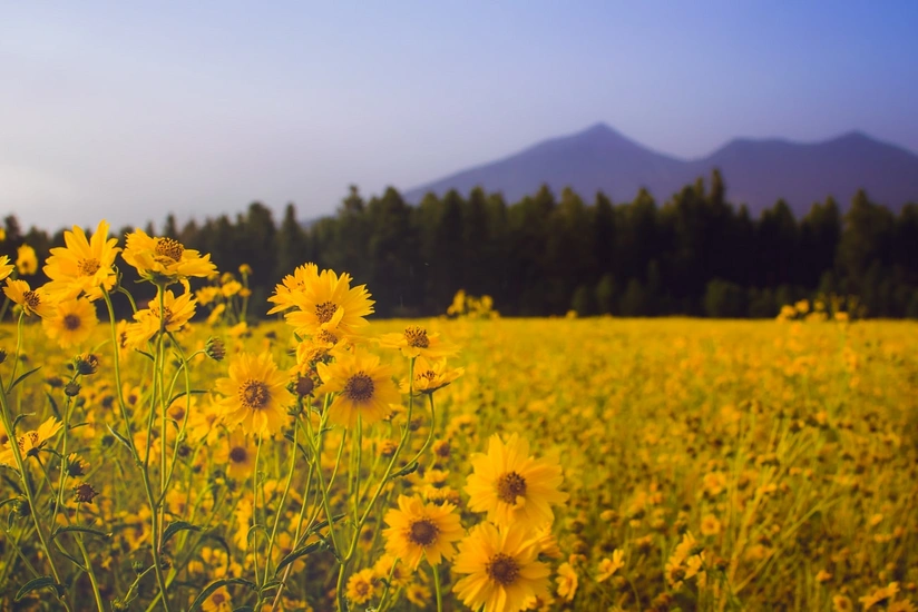 İyun ayının hava proqnozu açıqlanıb