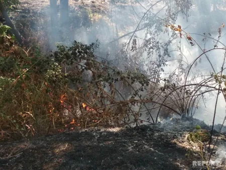 Bərdədə yanğın irigövdəli ağacları yararsız hala salıb - FOTO - VİDEO - YENİLƏNİB
