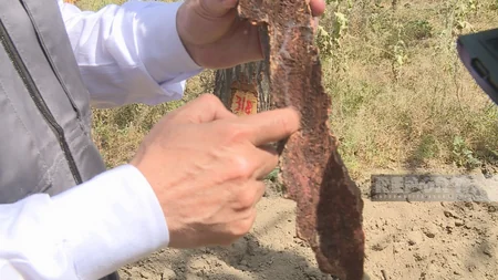 ETSN rəsmisi: Qurumuş Eldar şamlarının yerinə yeni ağaclar əkilir