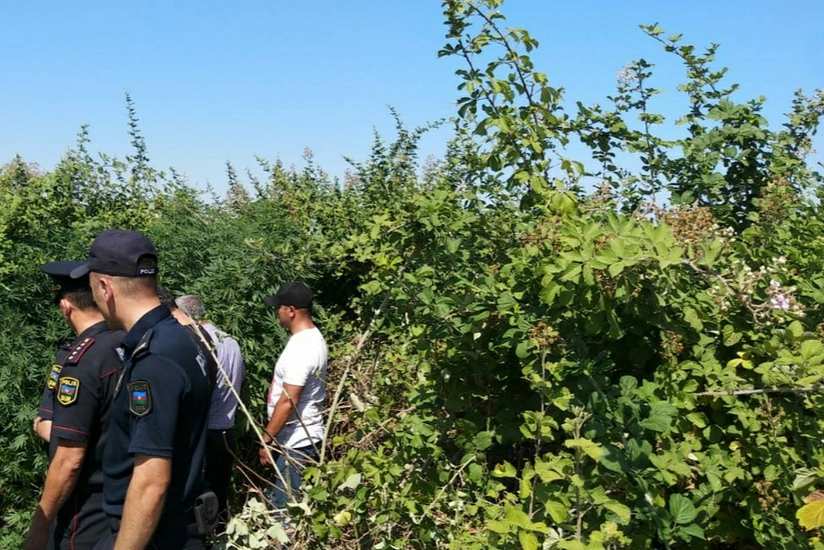 Ağdaşda narkotik becərən şəxs saxlanılıb