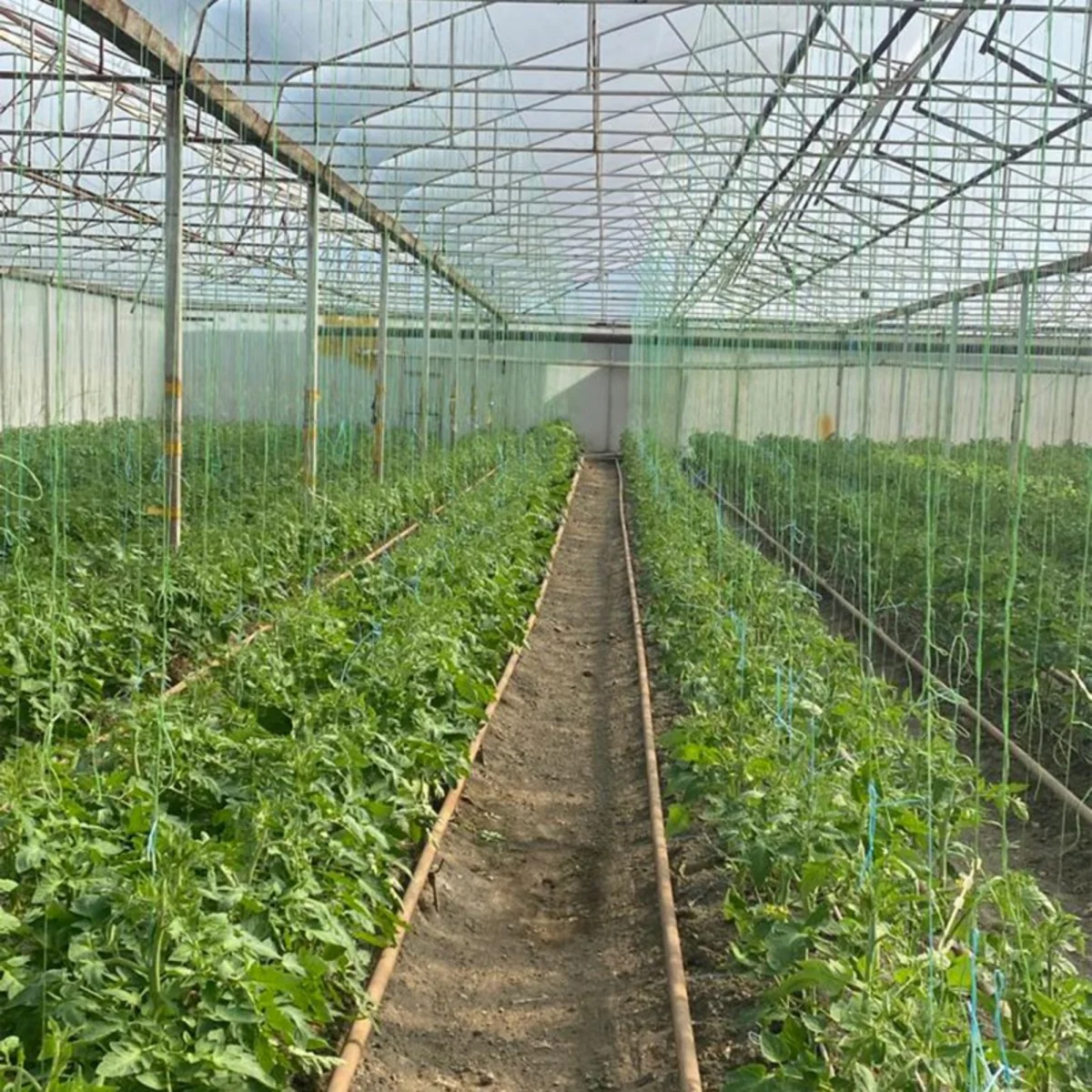 Samuxda istixanada nöqsanlar aşkarlanıb