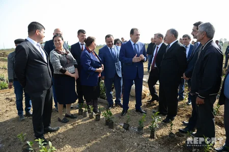 Lənkəranda yeni çay plantasiyası salınıb - FOTO
