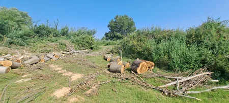 Zərdabda ağacları kəsən şəxslər saxlanılıb