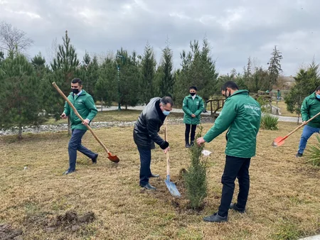 Kürdəmirdə şəhidlərin şərəfinə şam ağacları əkilib