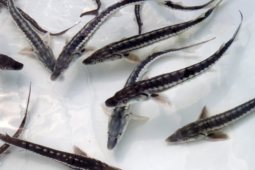 Ekologiya və Təbii Sərvətlər Nazirliyinin 2 balıqartırma zavodu ləğv edilir