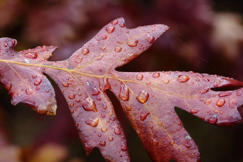 Actual and expected weather forecast in Azerbaijan announced