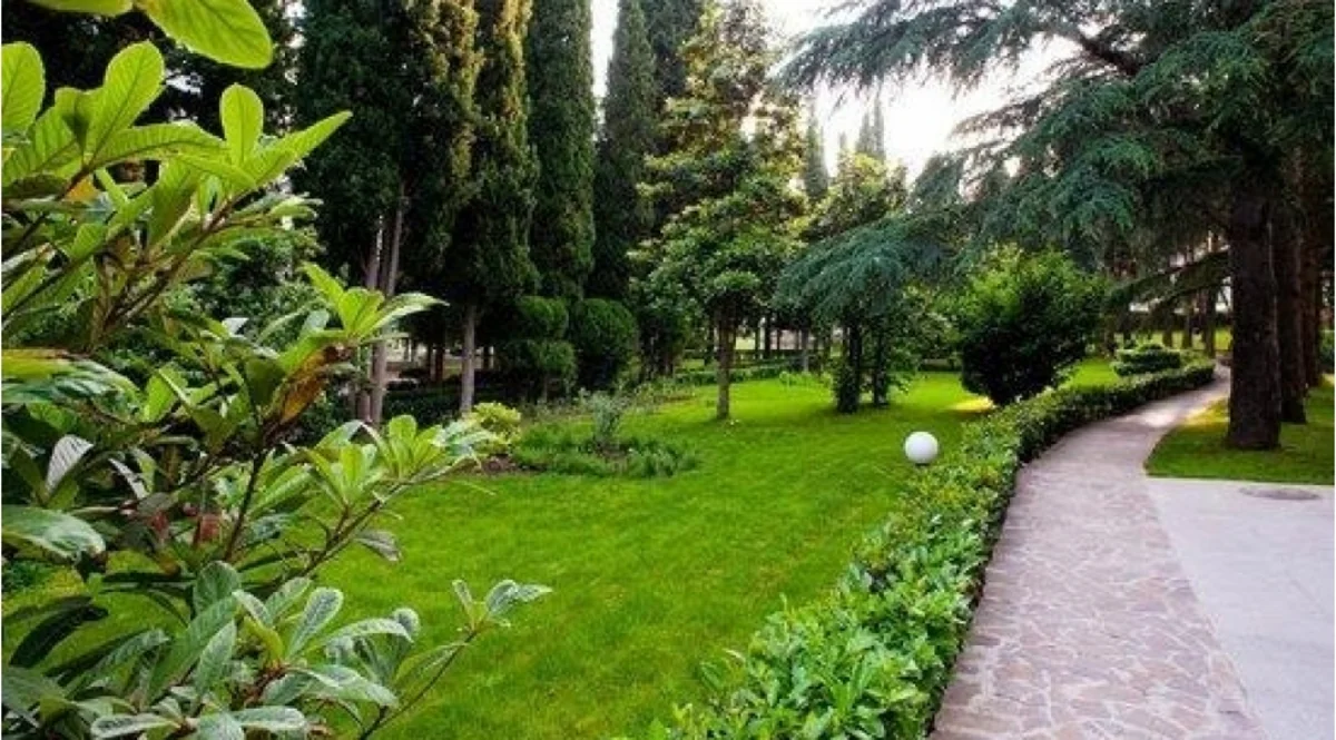 Azərbaycanda “Yaşıllıqların götürülməsi Qaydası” dəyişib