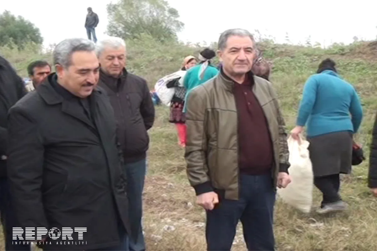 Rayon icra başçısı pambıq yığımında iştirak edib