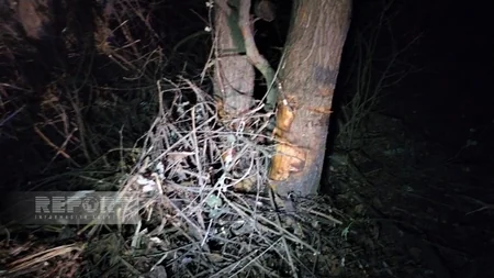 В Огузе автомобиль врезался в дерево, есть пострадавшие